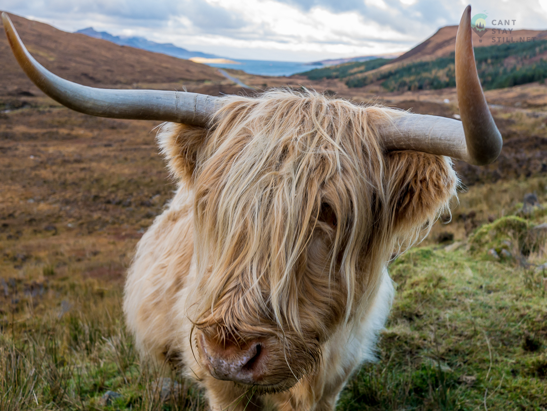 Scottish cow portrait
