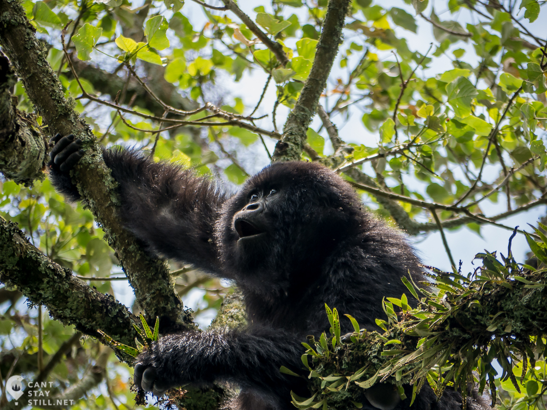 mountain gorilla in the Virunga