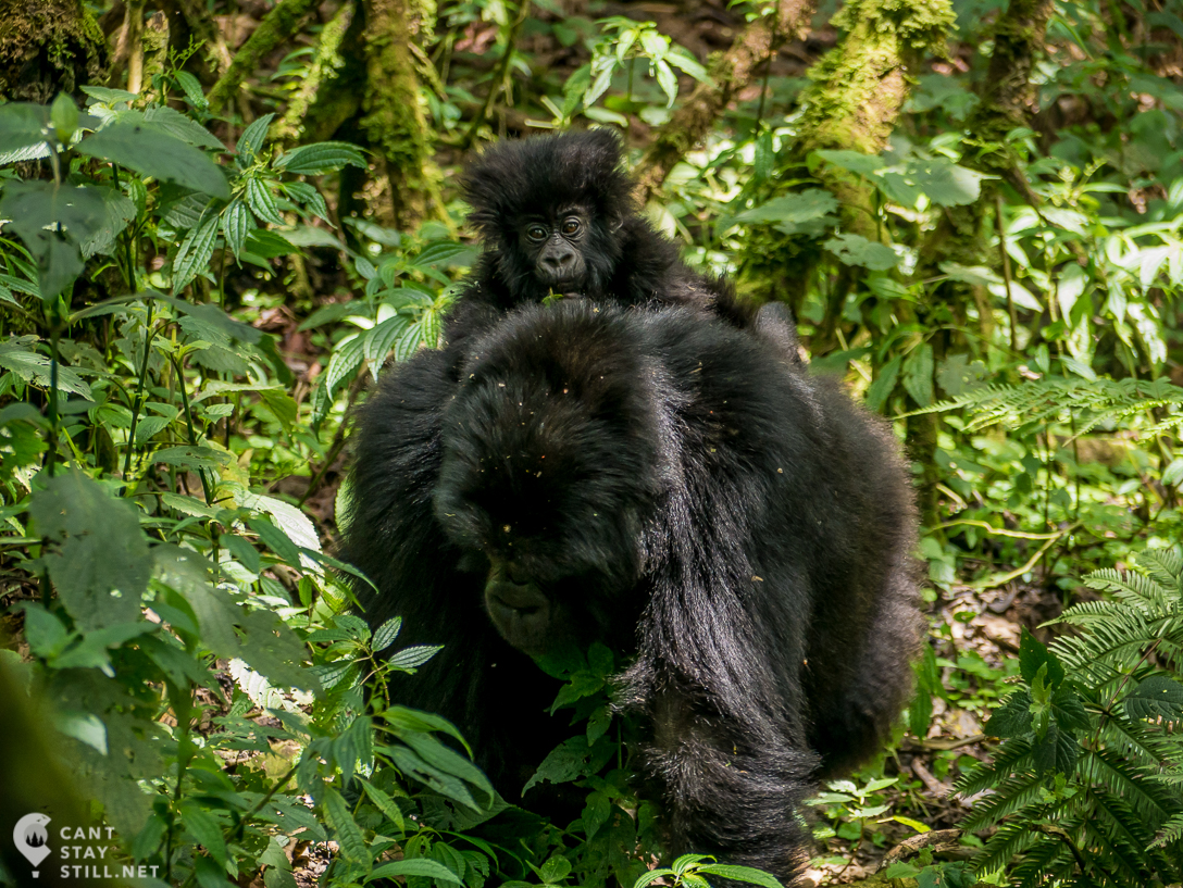 gorilla female with baby in Virunga Congo