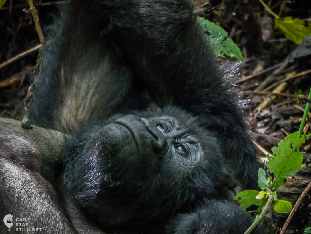 gorilla chilling in Virunga Congo