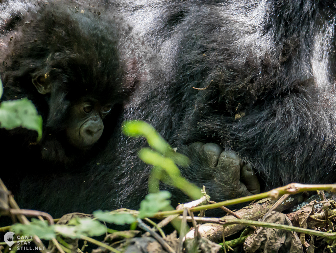 gorilla baby in Virunga Congo