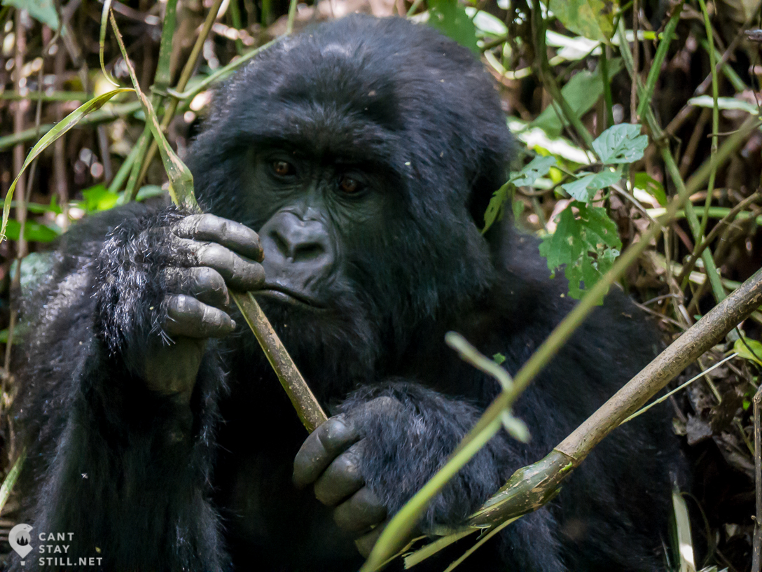 mountain gorilla in the Virunga