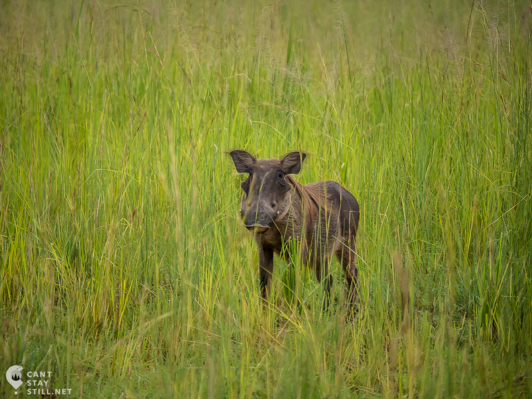 warthog in safari in Uganda, Africa