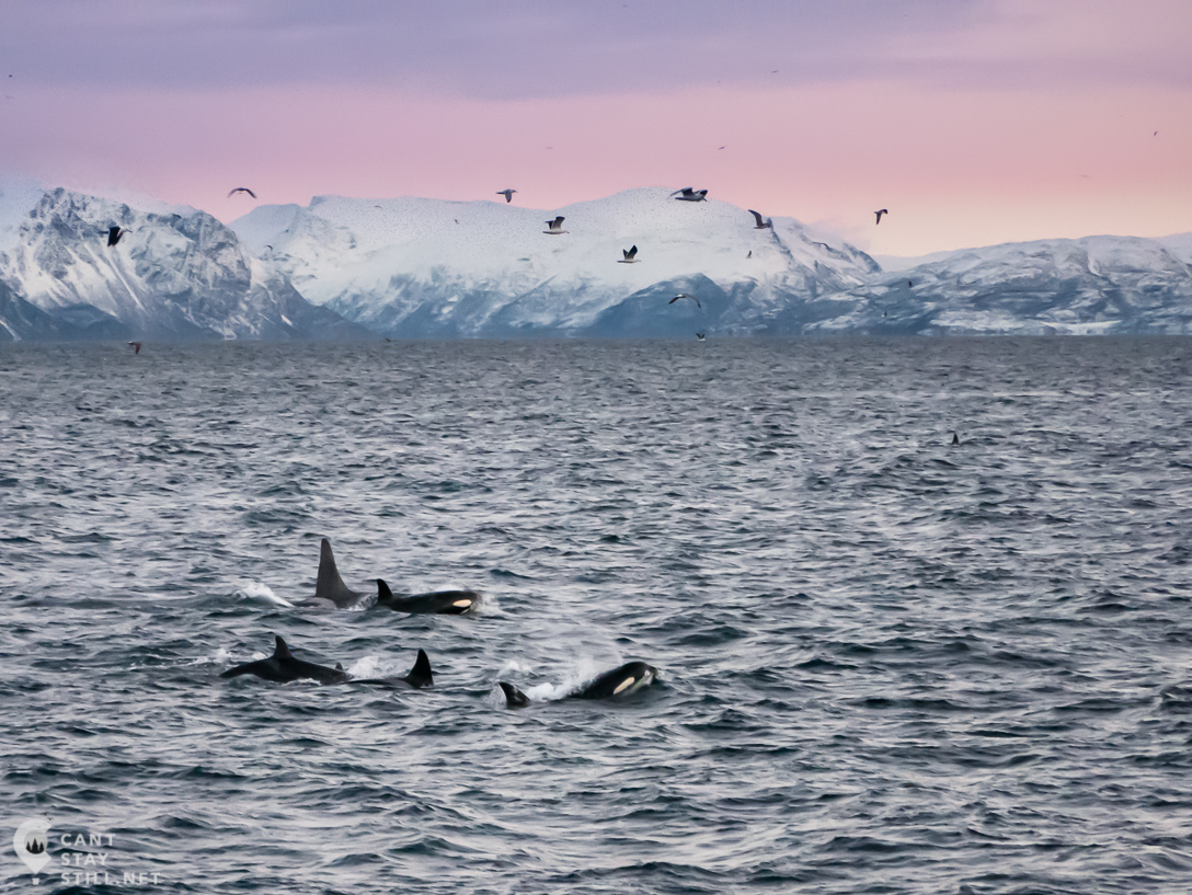 whales in the sunset in Tromso, in winter in Norway