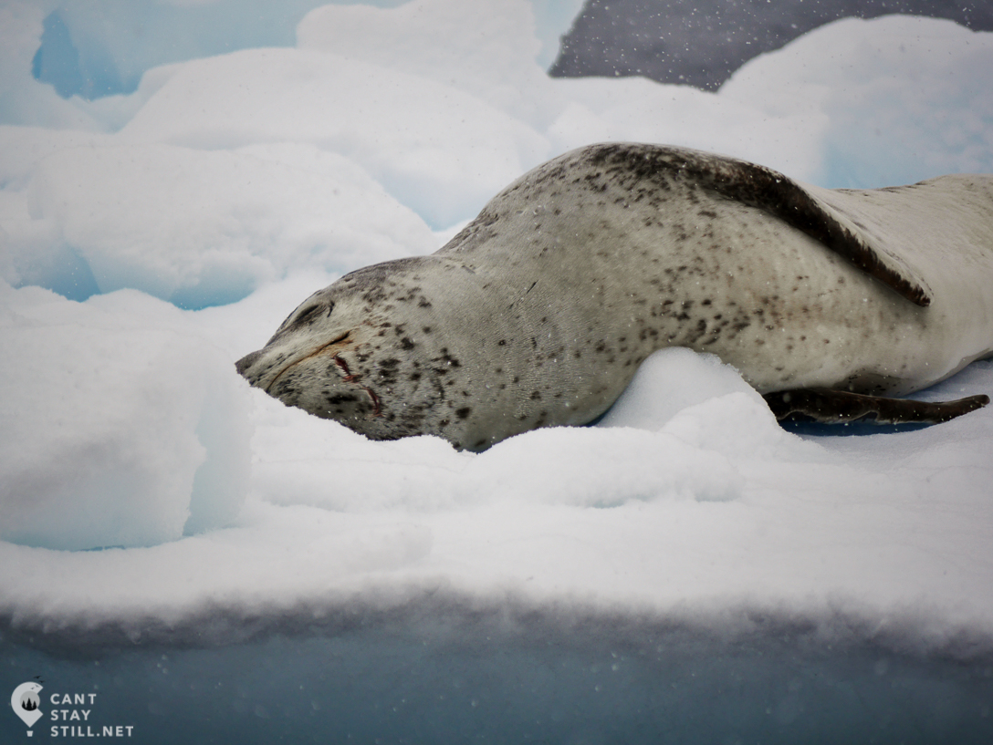 a lazy seal chilling on an iceberg in Antarctica. seal shows teeth marks from a recent fight