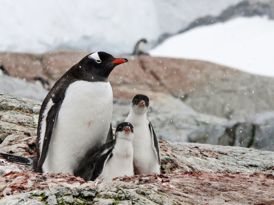gentoo mom and babies in Antarctica